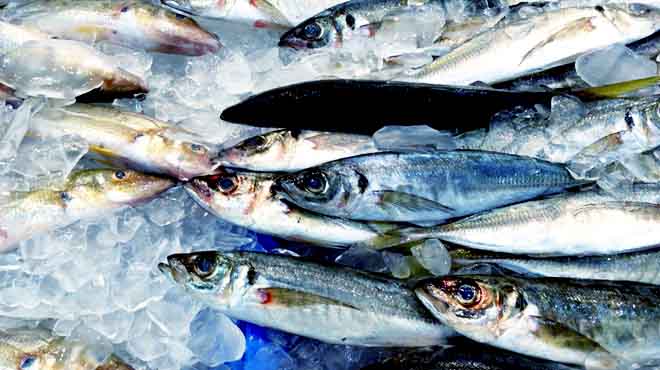 sydney fish markets,&nbsp;pyrmont